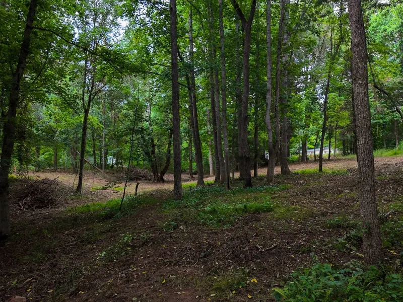 Cleared building area among tall trees on a vacant lot