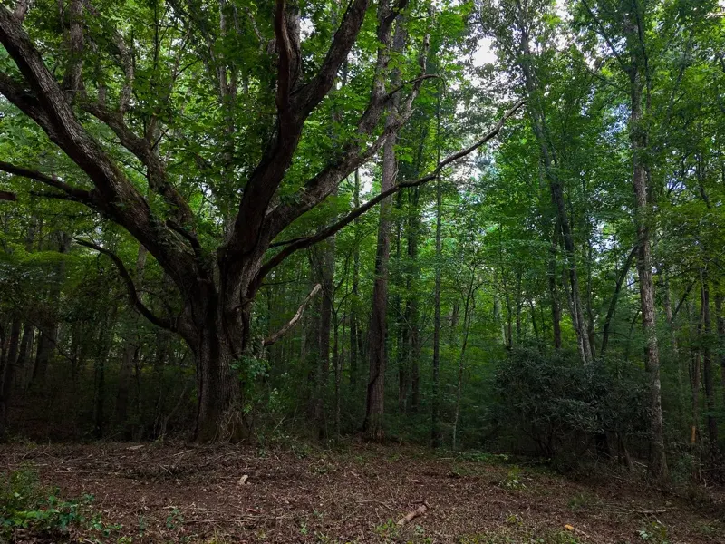 A large old oak on a cleared section of a wooded lot