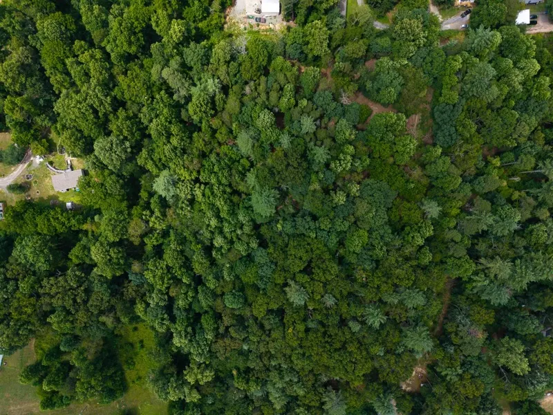 Drone photo of a wooded lot with the approximate property line drawn on it